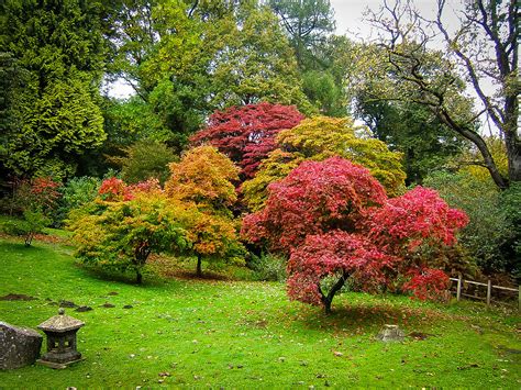 Maple gardens - Descriptions and pictures of these plants will help you create a stunning garden bed beneath your maple tree. What to Plant Under Maple Trees. The best plants for growing under maple trees tolerate shade and drought and have shallow roots. Maple tree companion plants include ferns, crocuses, periwinkles, and flowering ground covers for …
